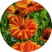 Calendula I/O: Vital Herb